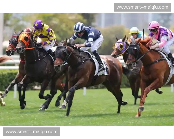 驰骋风云：马术赛程揭秘与赛事体验指南